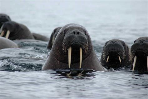 Walruses By Expeditioncruises