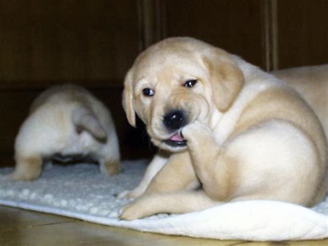 Top 10 Cutest Puppy Dog Breeds
