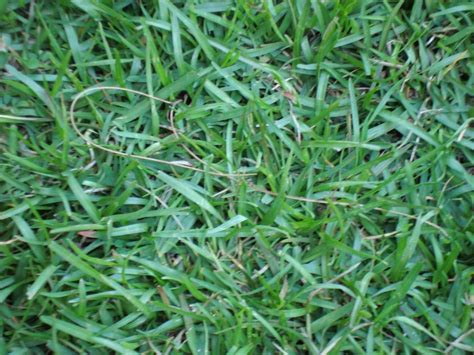 The 4 Most Common Grass Types In Fort Worth Tx