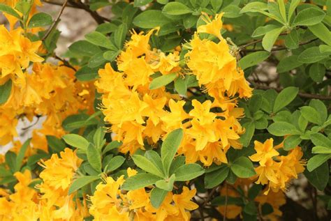 The Prettiest Yellow Flowering Shrubs for Your Yard - Birds and Blooms