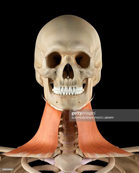 Human Neck Muscles Illustration High Res Vector Graphic Getty Images