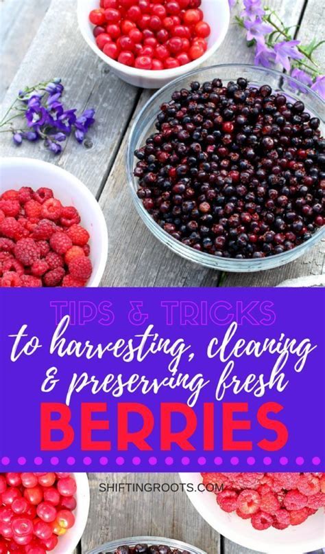 Planning To Harvest Fresh Berries This Summer Before You Start Canning Freezing And