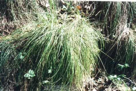 Plant Photo Of Festuca Californica California Fescue California