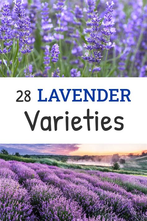 28 Of The Best Lavender Varieties To Grow At Home Lavender Varieties