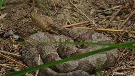 Snakes Abound At Mammoth Cave National Park Youtube
