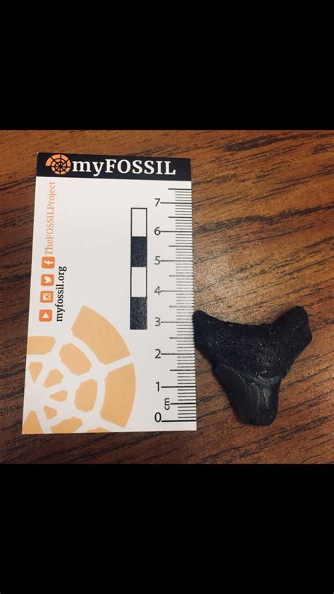 Mary Jane Hughes Myfossil