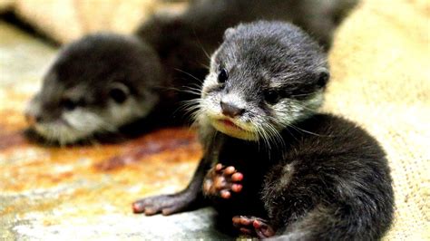 Pictures Of The Cutest Baby Animals In The World Cute Choices