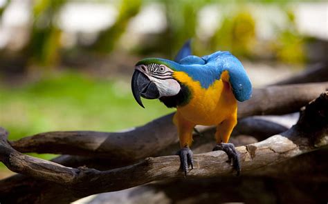 Beautiful Tropical Birds Colorful Parrots Love Birds Parrots On Branch