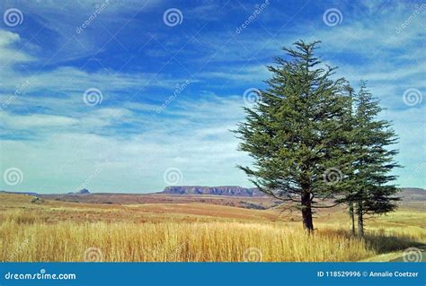 Pine Trees Stock Photo Image Of Front Freestate Africa 118529996