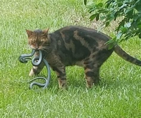 I Saw A Cat Eat This Snake Cats