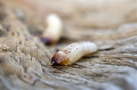 St Helens Woodworm Treatment Youngs Pest Control Your Local Experts