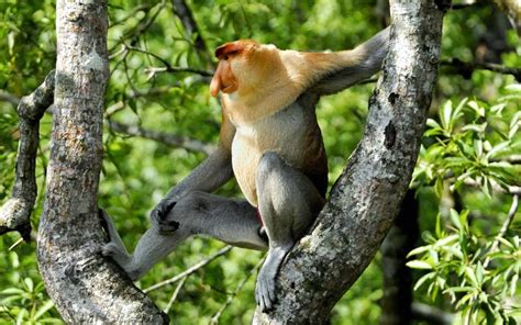 What About Monkeys Habitat Awesome World Of Facts