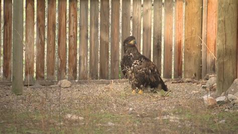Rare Falcon Takes Up Temporary Residence At Oliver Raptor Rehab Centre