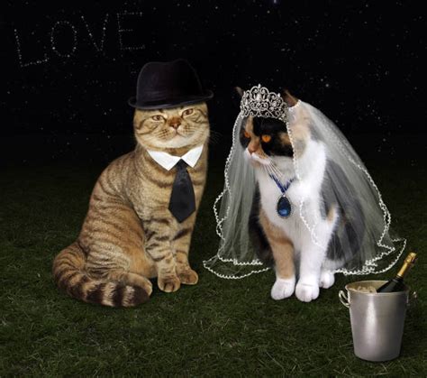 Cat Bride And Groom Stock Photos Pictures And Royalty Free Images Istock