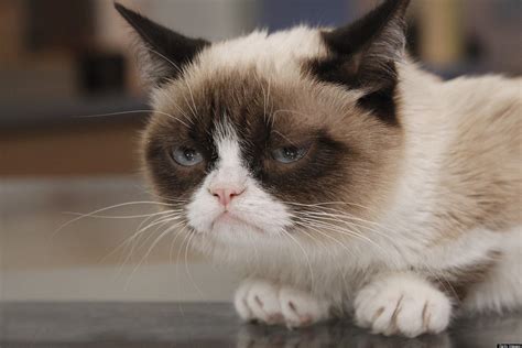 Grumpy Cat Went To Disneyland And Your Cat Can Too
