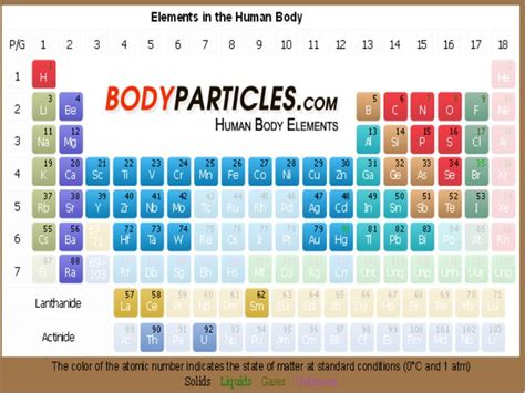 Chemical Composition Of The Human Body Human Body Human Body