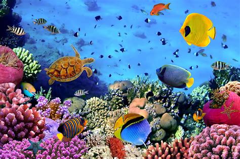 Underwater Reef Fishes Ocean Coral Tropical Sea Hd Wallpaper