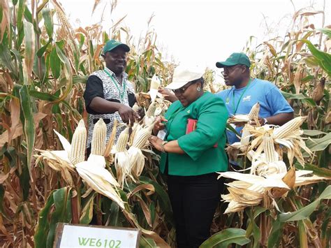 New Maize Variety Set To Uplift Farmers Fortunes In Africa Pan