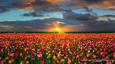 2k free download sunrise over tulip field flower fields flowers nature sunrise tulips hd