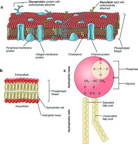 A Cell Membrane Consisting Of A Phospholipid Bilayer Containing
