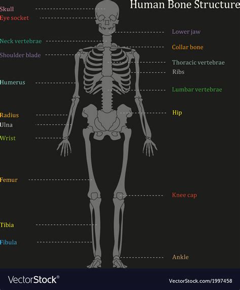 Human Bone Structure Diagram Royalty Free Vector Image