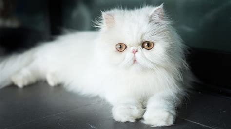 Closeup View Of Yellow Eyes White Exotic Shorthair Cat Hd Cat