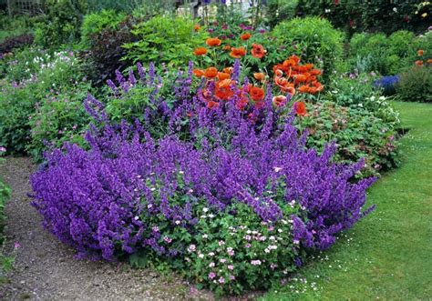 Open a walmart credit card to save even more! Catmint Seeds- Nepeta mussinii - Hardy Perennial Blooms ...