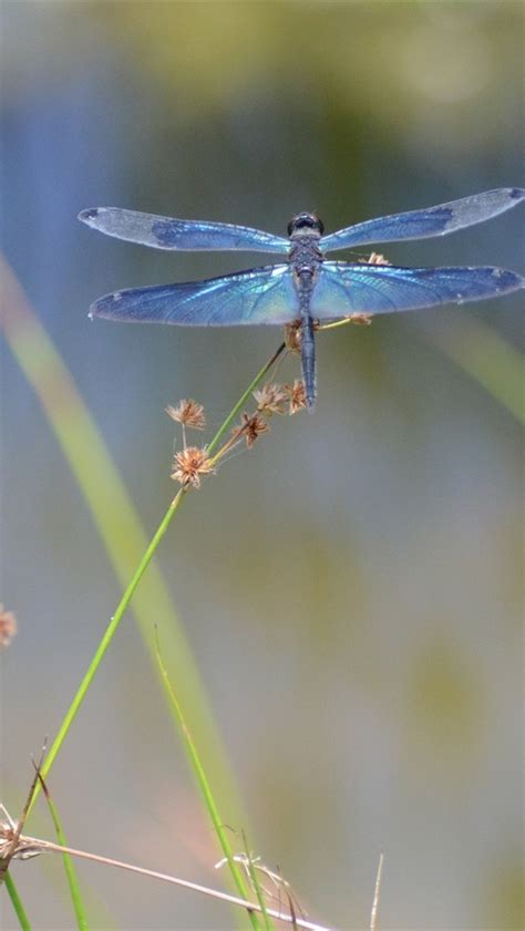 Free Download Wallpaper Insect Dragonfly Macro Photography 1920x1200 Hd