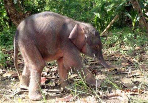 Malaysia Saves Endangered Pygmy Elephant On Borneo