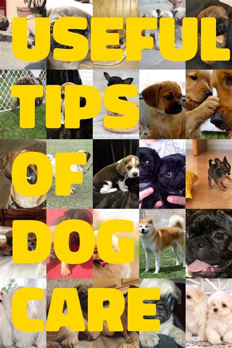 Here Are Some Tips To Keep Your Dog Happy For Years Pets Activities