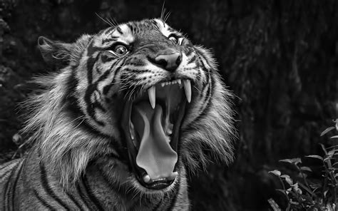 10 Top Black And White Tiger Wallpaper Full Hd 1920×1080