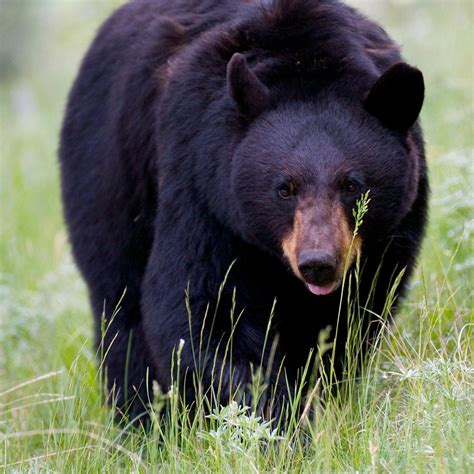 Black Bear At Tower Yellowstone National Park Ed Fuhr Photography