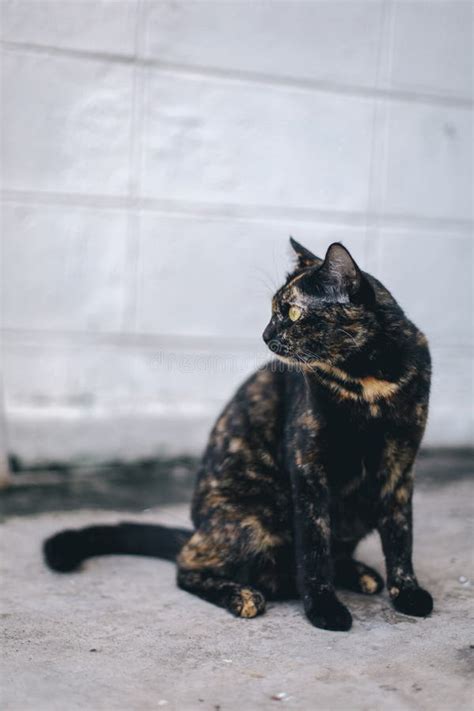 Tortoiseshell Cat Portrait Of A Three Color Cat Stock Photo Image Of