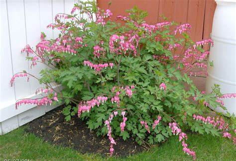 They grow up to six inches in height and have unusual foliage colors. Hiawatha House: I Stand up for Bleeding Hearts