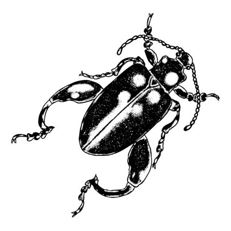 Best Stink Bug Illustrations Royalty Free Vector Graphics And Clip Art