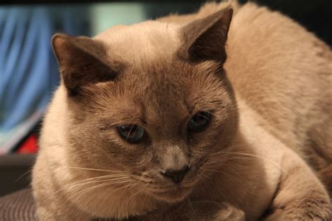 Maybe the first lilac point siamese was a cat that was presented in 1896 in the uk. Falcore the Lilac Point Siamese Cat • The Dro