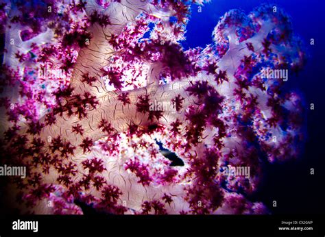 Underwater Scene Of Palau Coral Reefs Soft Coral Colorful Tropical