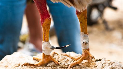 Cockfighting Ring Busted As Police Arrest 100 Plus In Arkansas