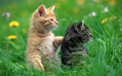 Wallpapers Joo Wallpaper Of Two Cats In The Grass