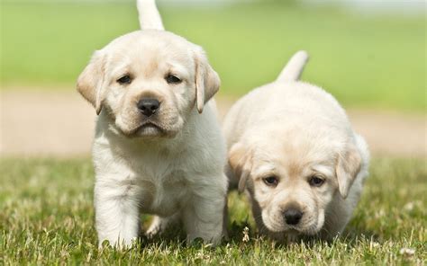 Dog breed info / by drew & gunnar. Download wallpapers 4k, labradors, puppies, golden ...