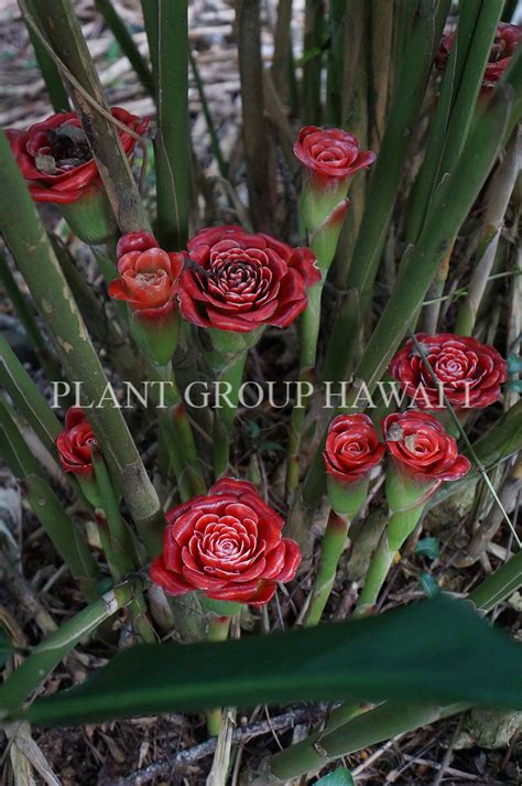 Etlingera Corneri ‘siam Rose Plantgrouphawaii01