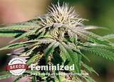 Male Marijuana Seeds Pictures