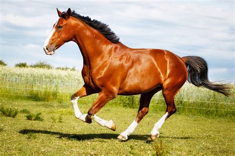 Royalty Free Quarter Horse Pictures Images And Stock Photos Istock