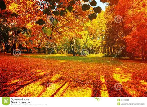 Fall Trees In Sunny Autumn Park Lit By Sunshine Sunny Fall Landscape