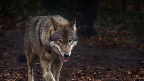 The evolution of the wolf occurred over a geologic time scale of at least 300 thousand years. Download wallpaper 3840x2160 wolf, protruding tongue ...