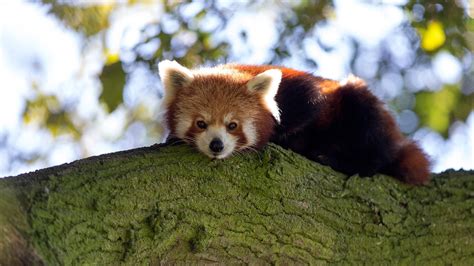 Red Panda Zoological Society Of London Zsl
