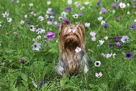 In this article you will find: 25 Best Dog Foods For Yorkies: Dry Food, Canned & Treats