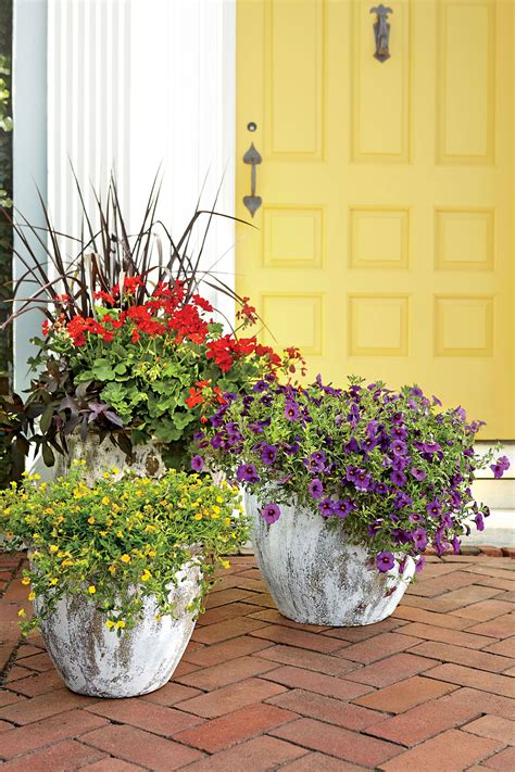 Heat Tolerant Container Gardens For Sweltering Summers Plants Garden