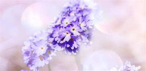 1920x1080 Wallpaper Purple Petaled Flowers In Closeup Photography