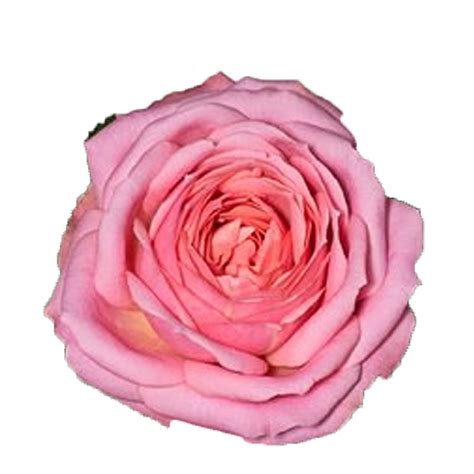 Rose Adele Cut Mothers Day Flower Suppliers Wholesale Flowers Direct
